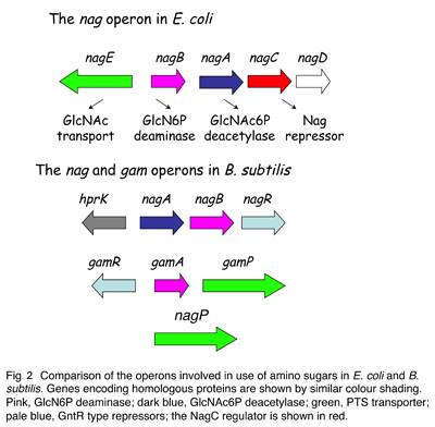 fig2